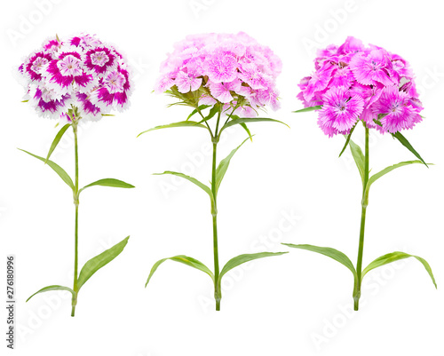 Pink and purple carnation flowers  on white background