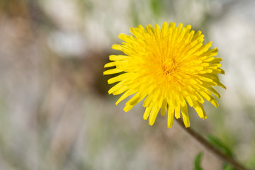 Sticker - dandelion in grass