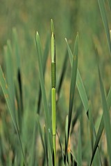 Wall Mural - Blühender Breitblättriger Rohrkolben (Typha latifolia)