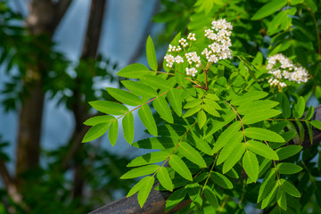 Wall Mural - green leaves in spring