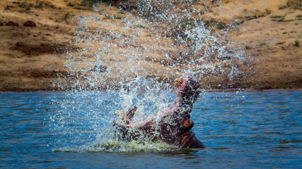 Wall Mural - Hippopotamus in Kruger National park, South Africa