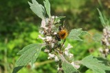 Fototapeta Kuchnia - Bumblebee on motherwort flowers in the meadow, closeup