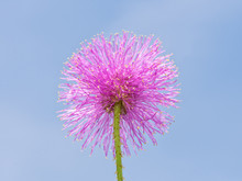 Single Bloom Of Pink Mimosa Nuttallii, Or Nuttall's Sensitive Briar, Against Clear Blue Sky