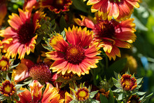 Gaillardia Pulchella Is A Genus Of Annual And Perennial Plants Of The Asteraceae Family.