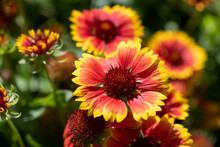 Gaillardia Pulchella Is A Genus Of Annual And Perennial Plants Of The Asteraceae Family.