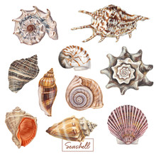 Hand Drawn Seashell Set