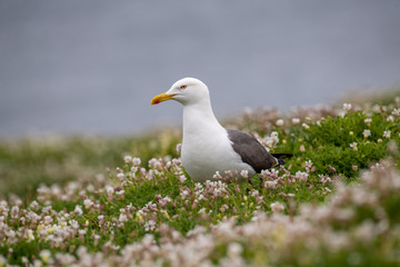 Wall Mural - Close up view of Lesser black-backed gull (Larus fuscus)