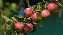 Abundant Harvest Of Red Apples On Apple Tree Branch. Apples Ripens On An Apple Tree Branch. Selective Focus.