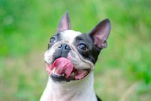 Portrait Of Boston Terrier Dog With Tongue And Smile On The Background Of Green Nature.