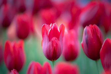 Wall Mural - Isolated tulip flower on soft defocused background of more colorful blooms.  Beautiful blooms from low angle. Beautiful spring day with blue sky and white clouds. Unique perspective. 