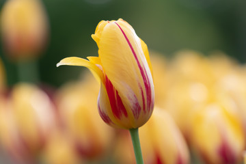 Wall Mural - Isolated tulip flower on soft defocused background of more colorful blooms.  Beautiful blooms from low angle. Beautiful spring day with blue sky and white clouds. Unique perspective. 