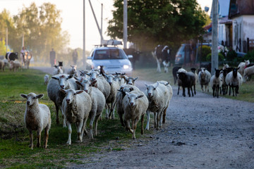 Cows coming home after a day in the pasture in a Russian village.