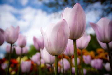 Wall Mural - Tulip field. Beautiful blooms from low angle. Beautiful spring day with blue sky and white clouds. Unique perspective. 