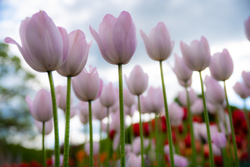 Wall Mural - Tulip field. Beautiful blooms from low angle. Beautiful spring day with blue sky and white clouds. 