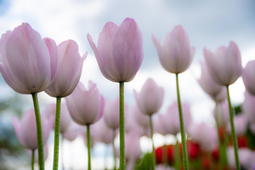 Wall Mural - Tulip field. Beautiful blooms from low angle. Beautiful spring day with blue sky and white clouds. 