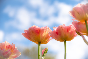 Wall Mural - Tulip field. Beautiful blooms from low angle. Beautiful spring day with blue sky and white clouds. 
