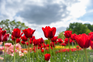 Wall Mural - Tulip field. Beautiful blooms from low angle. Beautiful spring day with blue sky and white clouds. 