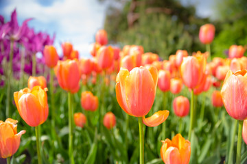Wall Mural - Tulip field. Beautiful blooms from low angle. Beautiful spring day with blue sky and white clouds. Unique perspective. 