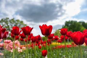 Wall Mural - Tulip field. Beautiful blooms from low angle. Beautiful spring day with blue sky and white clouds. 