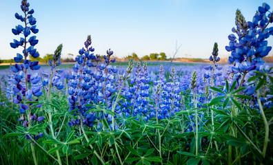 Wall Mural - A field of blooming lupines. Violet, purple and pink shades of spring and summer flowers. lue sky at dusk. 