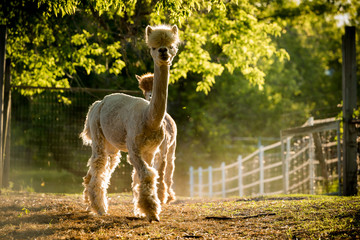 alpacas in a green pasture grazing.  Animals are white and light brown with big eyes, fuzzy heads and long eyelashes.  Low light is back lighting the animals