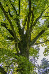 Wall Mural - Oak tree branches with green leaves