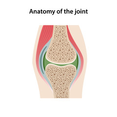 Anatomy of the joint. Image of the structure of a healthy joint is isolated on a white background. Vector illustration