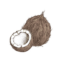 Wall Mural - Hand drawn coconut with half