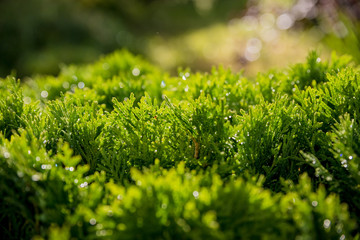 Closeup of green christmas leaves of Thuja trees. Nature background or Wallpaper Texture. Green Thuja occidentalis Columna texture macro. Evergreen coniferous tree, Chinese thuja