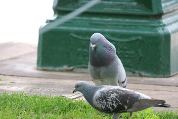 2 pigeons