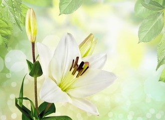 Wall Mural - Beautiful white lily flower on blurred background
