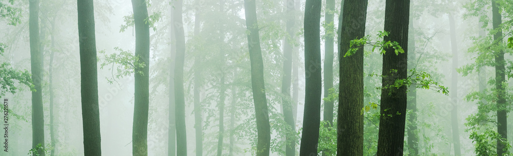 Panorama of Beech and Oak Forest in Thick Fog - obrazy, fototapety, plakaty 