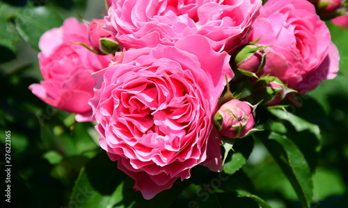 Rosen Rosenbusch In Der Farbe Rosa Kletterrosen Im Garten