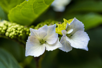 two beautiful purple Hydrangea flowers blooming in the garden  with green leaves background