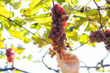 Woman's hand taking a red grape (Rosada) from bunch in Vineyard. Grape harvest.