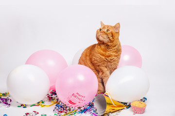 Red british cat in a birthday confetti and balloons