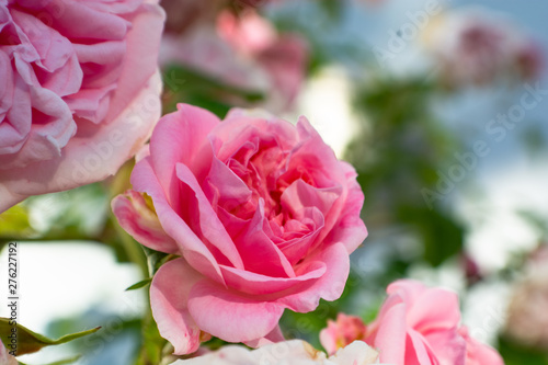 Weiss Rosen Rosenblute Bluht Bluttenblatter Blute Putbus