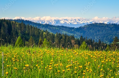 Dekoracja na wymiar  piekny-wiosenny-krajobraz-gorski-zielone-laki-z-zoltymi-kwiatami-i-osniezonymi-mou-mo