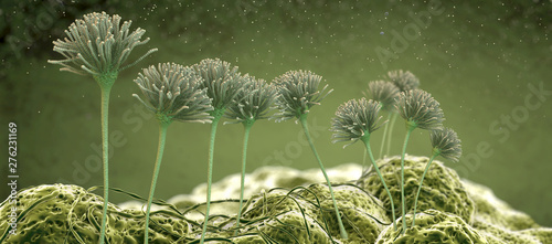 Fotomural Microscopic image of growing molds or mold fungus and spores - 3d illustration