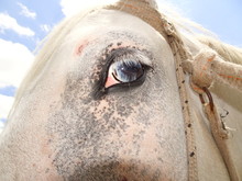 Blue Eye Horse