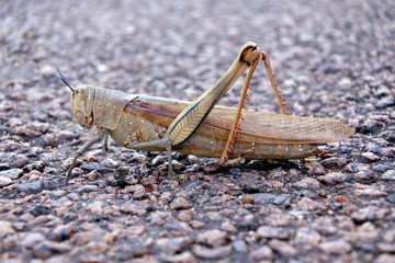  Large green locust insect