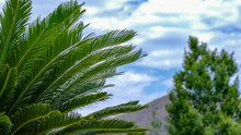 Cycas Revoluta, Sago Palm, King Sago, Sago Cycad, Japanese Sago Palm On Blue Sky Blur Background. Cute Green Eco Background With Copy Space. Tropical Summer Template.