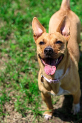 Wall Mural - Cute Happy Smiling Rescue Dog Mutt 