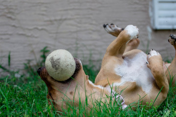 Canvas Print - Dog Rolling Around in the Grass with a Ball