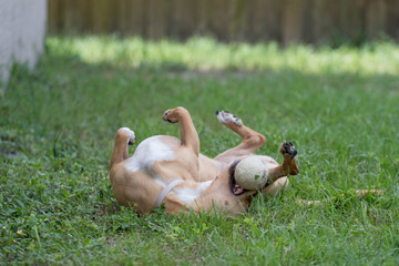 Canvas Print - Dog Rolling Around in the Grass with a Ball