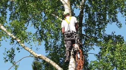 Wall Mural - Close-up mature professional male tree trimmer high in top birch tree cutting branches with gas powered chainsaw and attached with headgear for safe job. Expert to do dangerous work