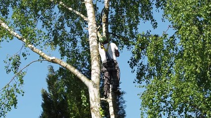 Canvas Print - Close-up mature professional male tree trimmer high in top birch tree cutting branches with gas powered chainsaw and attached with headgear for safe job. Expert to do dangerous work