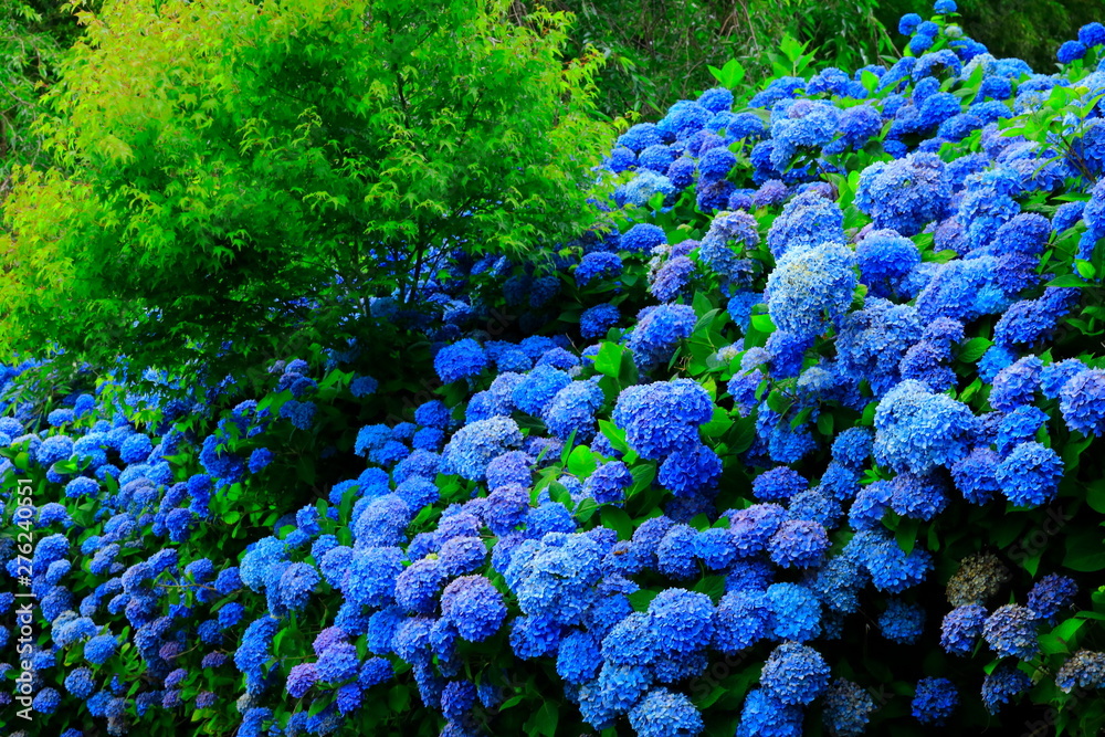 Fototapeta 秋田県男鹿市 雲昌寺の紫陽花 Las Fototapety Ecowall24 Pl