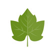 Green vector grape leaf in flat style