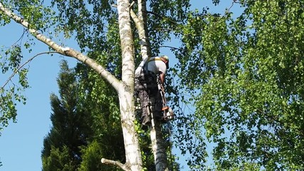 Wall Mural - Close-up mature professional male tree trimmer high in top birch tree cutting branches with gas powered chainsaw and attached with headgear for safe job. Expert to do dangerous work